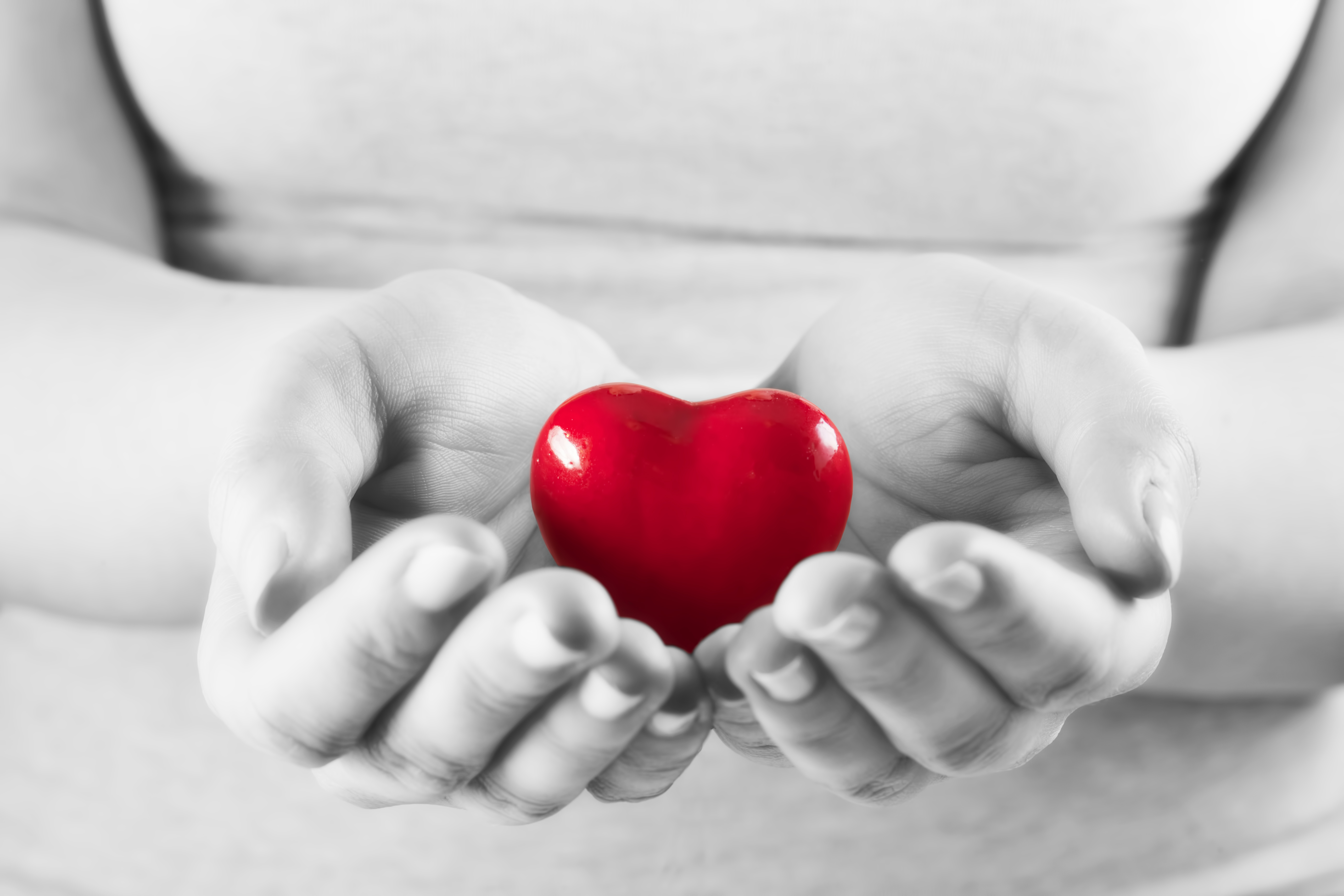Hands gently holding a red heart representing calm awareness and compassion
